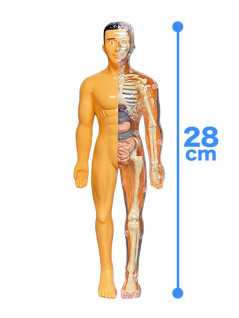 人体のふしぎスケスケ人体プラモデル　Ａ
