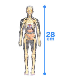 人体のふしぎスケスケ人体プラモデル　Ｂ