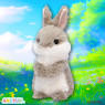 うさちっちなかよしＪＢ　Ａ