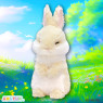 うさちっちなかよしＪＢ　Ｃ