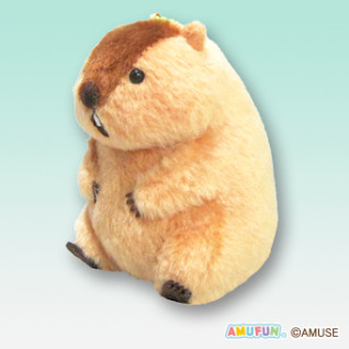 マーモットのもっとっとマモ座りＬＭＣ　Ｃ