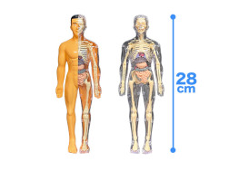 人体のふしぎスケスケ人体プラモデル