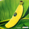 ☆もぎたて完熟バナナ５超ロングＢＩＧ　Ａ